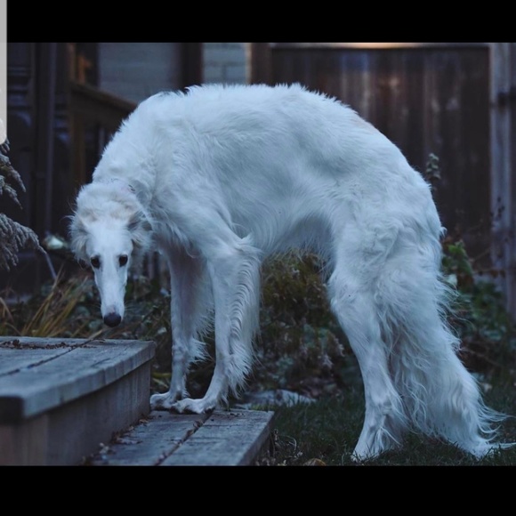 Meet your Posher, Richard - Picture 1 of 1